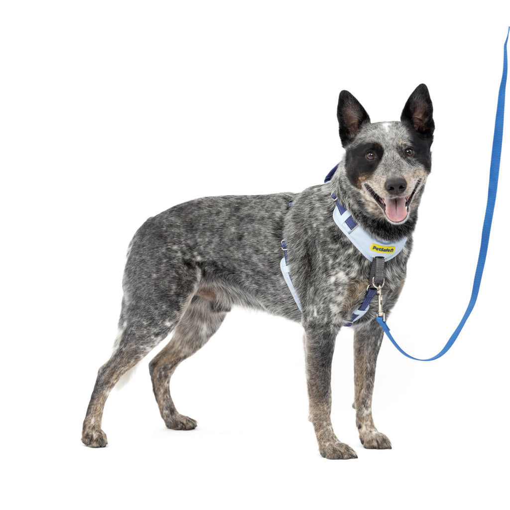 PetSafe Easy Walk Comfort No-Pull Dog Harness Full-Body Padding - Better Walks on The First Use - 5 Points of Adjustment Medium/Large, Blue