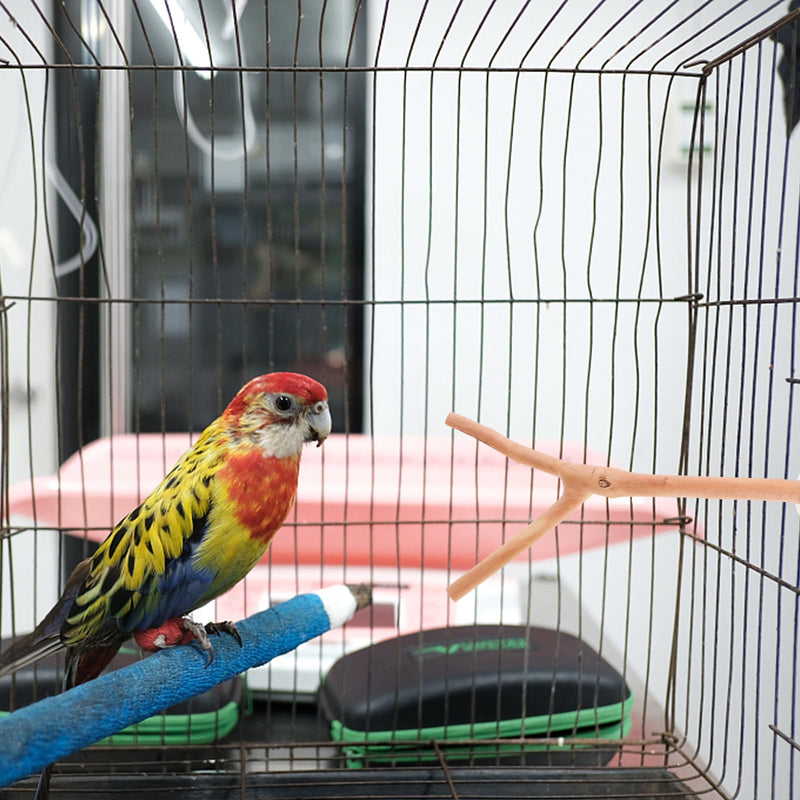 2pcs Bird Parrot Perch Stand Poles, Natural Wooden Parrot Perch for Cage, Branches Fork Rod for Small Parakeets Cockatiels Conure Lovebirds Bird Cage Accessories - PawsPlanet Australia