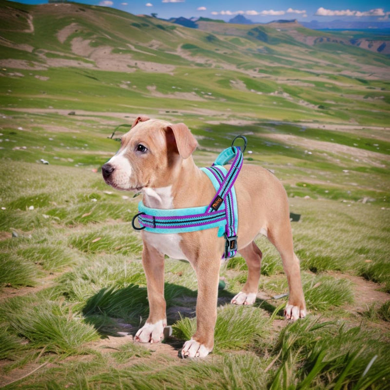 Didog Soft Flannel Padded Dog Vest Harness, No Pull/Quick Fit Reflective Dog Strap Harness, Easy for Training Walking (XS:Chest 15-18", Mixed-Blue) XS:chest 15-18" - PawsPlanet Australia