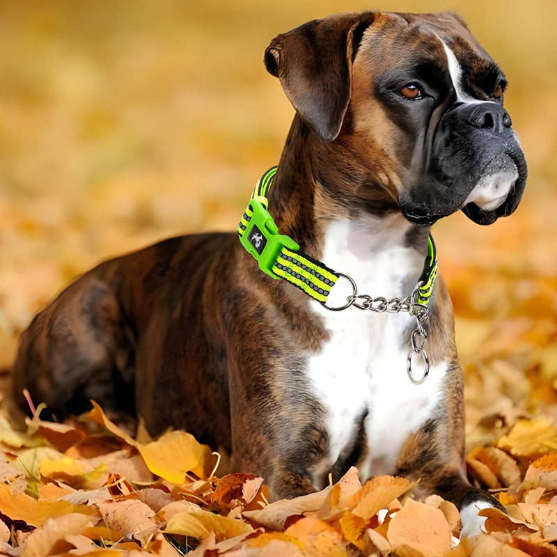 Green Reflective Martingale Dog Collar with Buckle- Night-Safe, Anti-Slip Training Collar Designed for Secure Walks - Large G L (Neck 16"-23") - PawsPlanet Australia