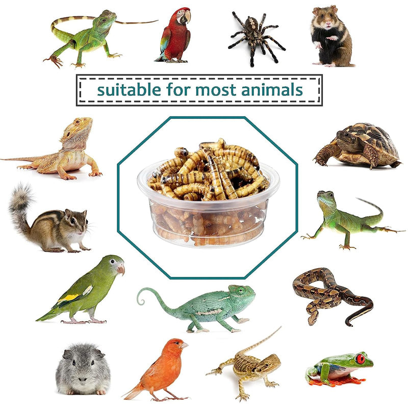 200 pcs 0.5oz Crested Gecko Food and Water Feeding Cups | Reptile Feeder Bowls | for Lizard and Other Small Pet Ledge Accessories Supplies - PawsPlanet Australia
