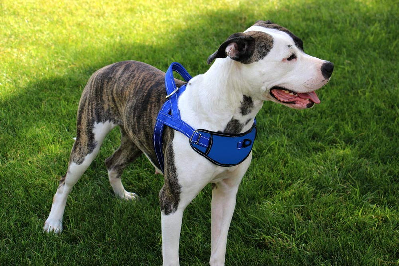Max and Neo Passport Reflective Dog Harness - We Donate a Harness to a Dog Rescue for Every Harness Sold (Small (16"-22" Chest Girth), Teal) SMALL (16"-22" CHEST GIRTH) - PawsPlanet Australia