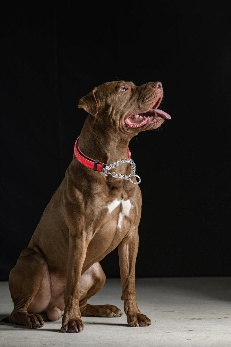 Martingale Collar for Dogs, Reflective Nylon Soft Padded No Pull Training Collars Adjustable Stainless Steel Chain Collar for Small Medium Large Dogs Pink Medium Medium (Neck For 14-18") - PawsPlanet Australia