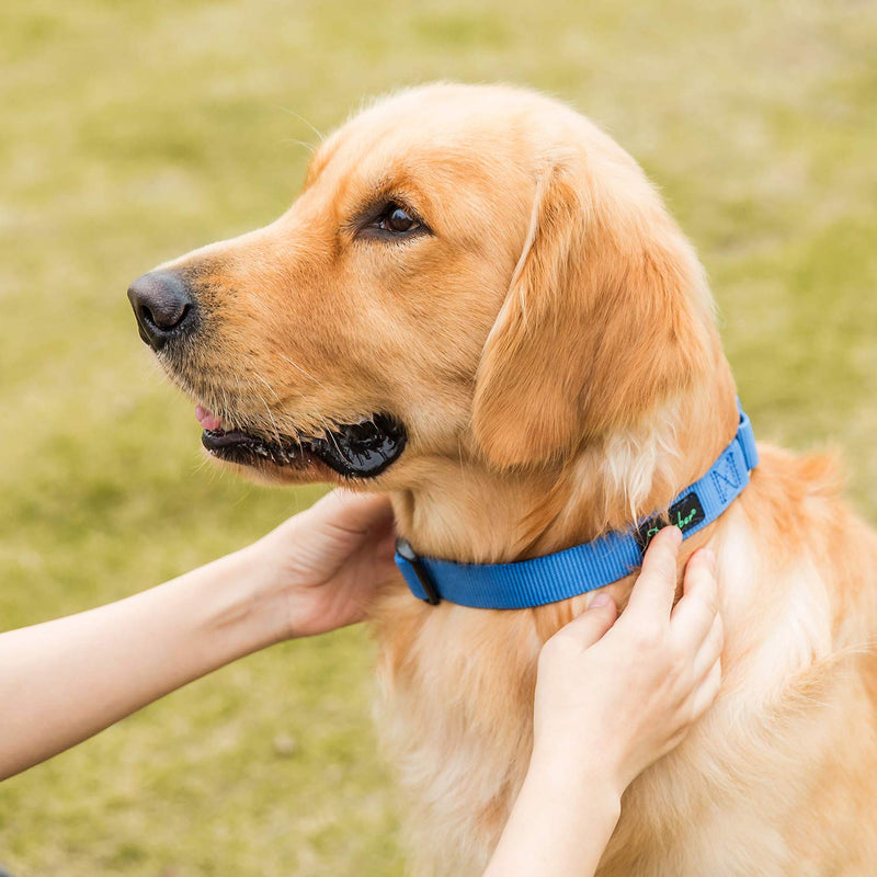 Martingale Dog Collar, Escape-Proof and No Slip Design, Heavy-Duty Nylon with Metal Buckle, Adjustable for Small, Medium & Large Dogs, Colorfast for Training, Daily Walks (Royal Blue, M) Medium: 14"-21" Royal Blue