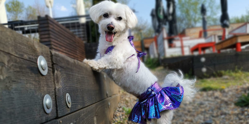 CuteBone Dog Bikini Dress Puppy Bathing Suit Swimsuit Cat Costume for Small Dogs Pet Apparel DB07S Purple mermaid