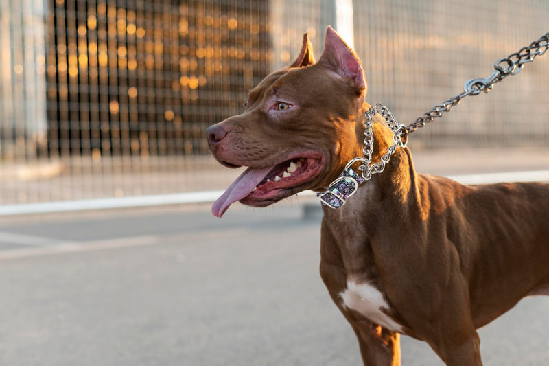 Chain Martingale Dog Collar, No Slip Choke Collar for Dogs Adjustable Buckle Stainless Steel Training No Pull Dog Choker Collar for Small Medium Large Pets Boys Girls Male Female, Skull L L(Neck 19"-24")
