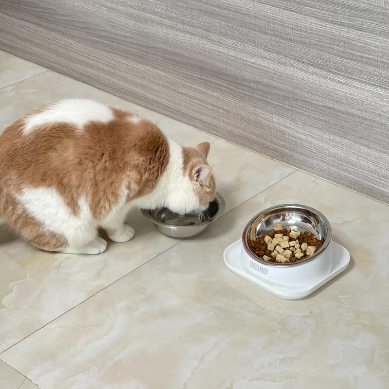 Cat Bowls Elevated Tilted Whisker Friendly, Cat Food Bowls for Indoor Cats, Shallow Cat Food Dishes Stainless Steel, Slanted Flat Plastic Feeder Elevated Angled Design.(White) White - PawsPlanet Australia