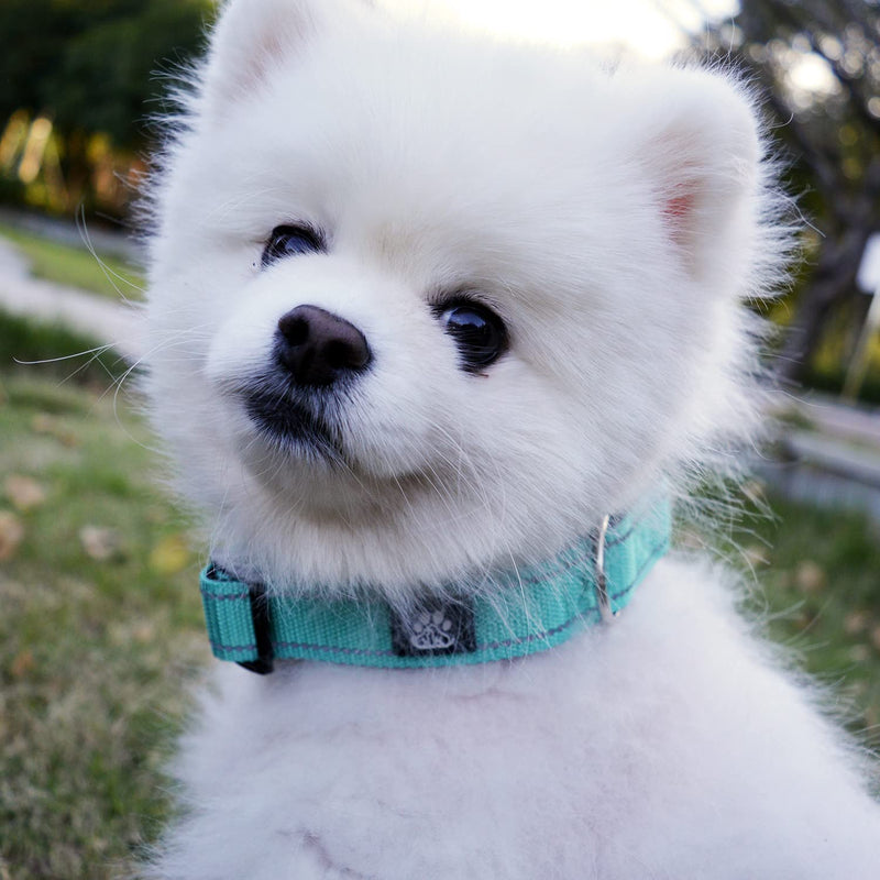 IVY&LANE Dog Harness Set Bundle Dog Collar and Leash Set | Medium | Turquoise+Teal - PawsPlanet Australia