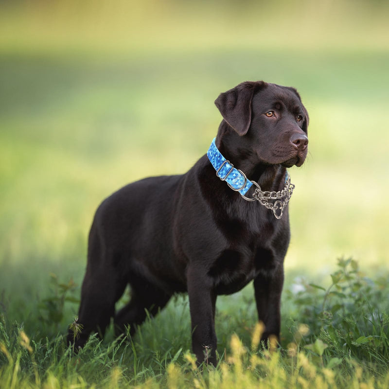 Stainless Steel Chain Collar Martingale, No Pull Slip Cinch Choker Choke Collar Training Escape Proof Heavy Duty Dog Collar for Small Medium Large Pet Boy Male Dogs, Blue XL XL(Neck22-28") - PawsPlanet Australia