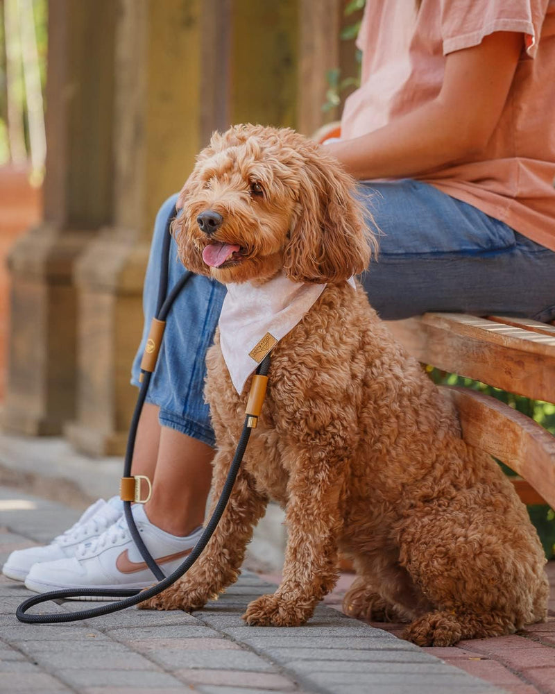 Remy+Roo Manhattan Black Heavy Duty Dog Leash - 5 ft, Custom Waste Bag Ring, Double Stitched Leather, Lobster Clasp, Brass Finish - Suitable for Large, Medium & Small Dogs - PawsPlanet Australia