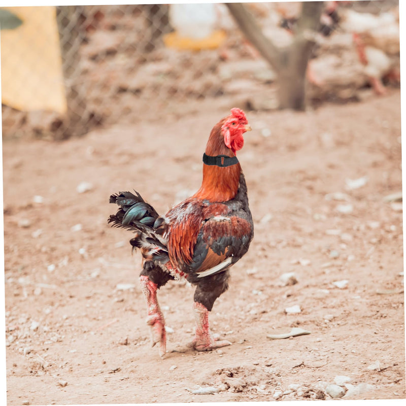 4pcs Neck Pet Collar Nylon Chicken Collar Rooster Neck Collar No Crow Rooster Band -Noise Collars Nylon Roosters Collars Noise Rooster Collar Poultry 2 Pack - PawsPlanet Australia