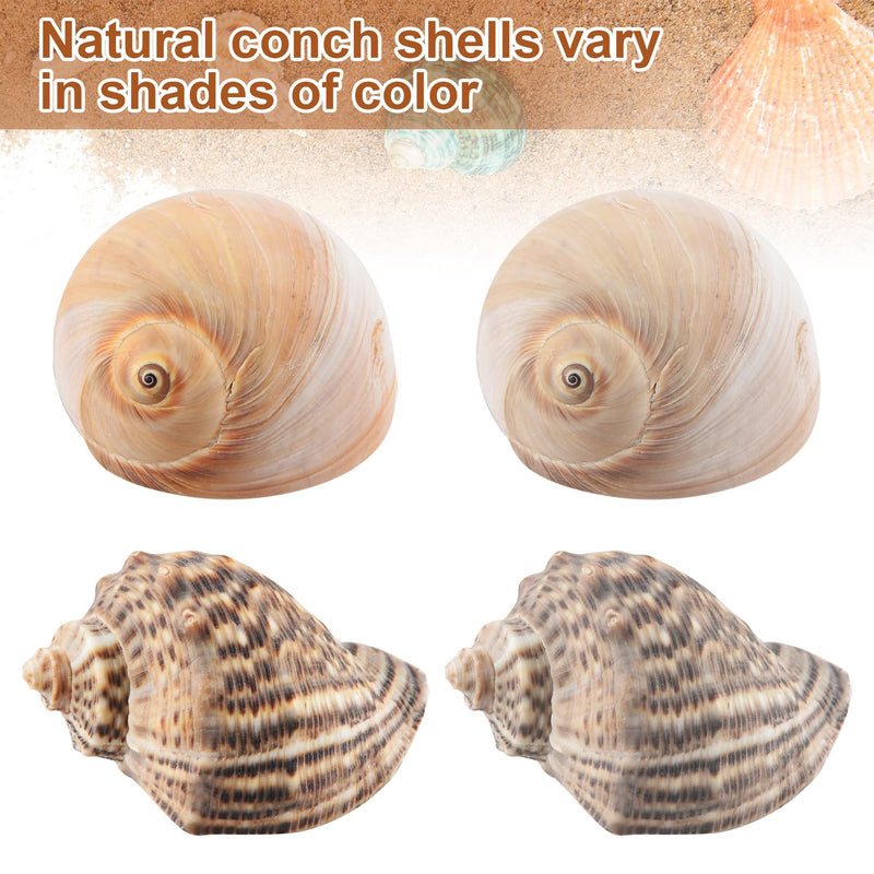 11PCS Hermit Crab Shells | Natural Sea Conch Size 1.5"-3.5" | Growth Turbo for Small to Medium and Large Crabs，Saltwater Hermit Crab Supplies and Sea Shell for Beach Decor,Get 1 Pack of Small Shells - PawsPlanet Australia