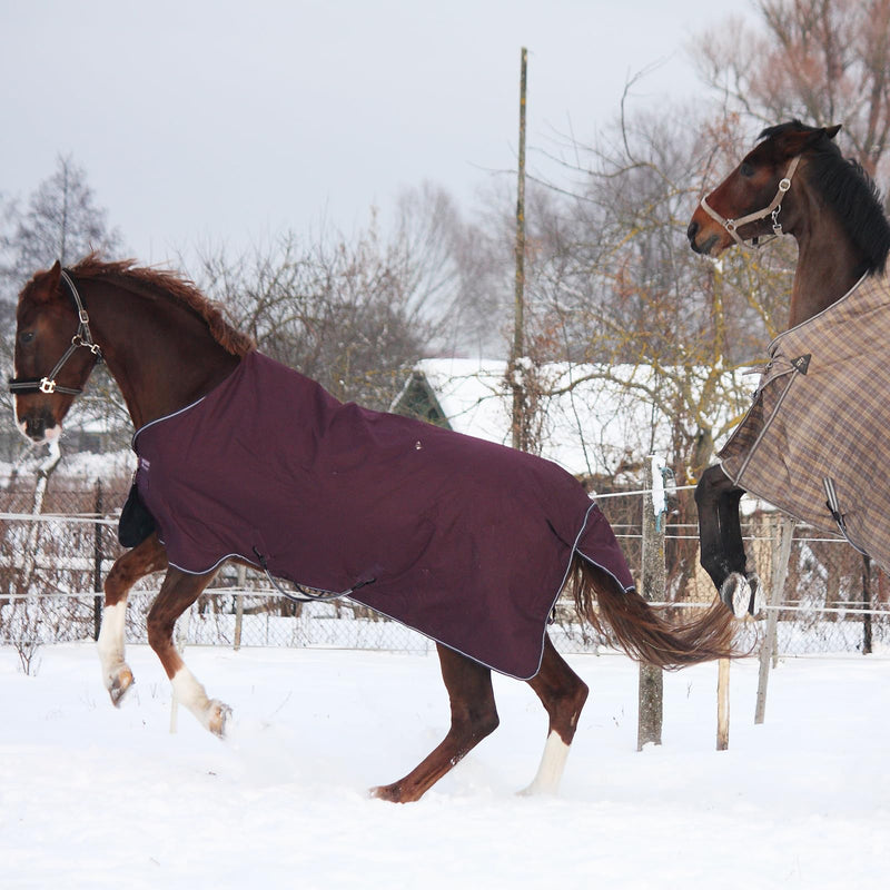 6 Packs Horse Blanket Leg Straps Elastic Horse Blanket Straps Replacement with Ended Clips, Adjustable Length 20 to 30 Inches Stretchy Leg Straps - PawsPlanet Australia