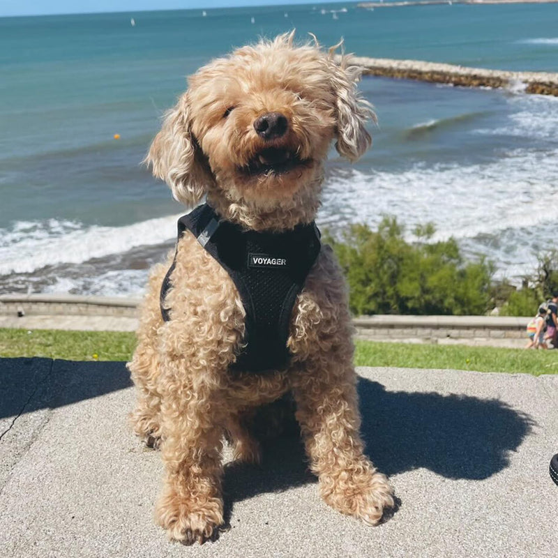 Best Pet Supplies Voyager Step-in Air All Weather Mesh Harness and Reflective Dog 5 ft Leash Combo with Neoprene Handle, for Small, Medium and Large Breed Puppies - Black, XL - PawsPlanet Australia