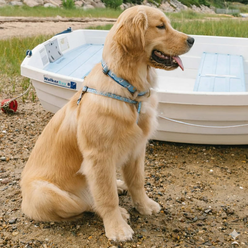 Up Country Gull Watch Dog Collar, Small (9 to 15 inches) 1 inch Wide Width - PawsPlanet Australia