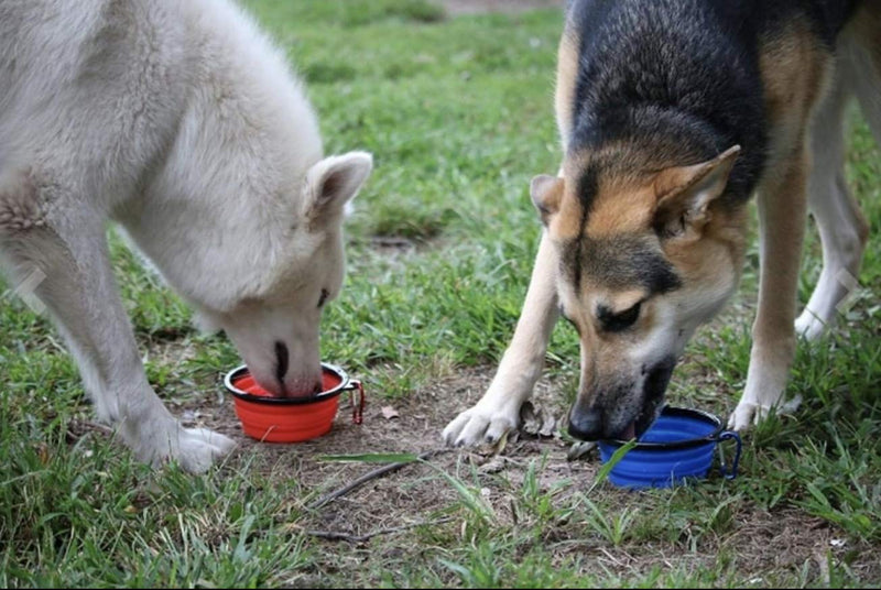 Mr. Peanut's Collapsible Dog Bowls, Set of 3 Colors, Dishwasher Safe BPA Free Food Grade Silicone Portable Pet Bowls, Foldable Travel Bowls for Feed & Water on Journeys, Hiking, Kennels & Camping - PawsPlanet Australia