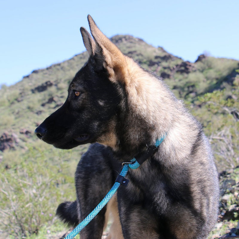 Max and Neo Rope Slip Lead Reflective 5 Foot - We Donate a Leash to a Dog Rescue for Every Leash Sold (Teal, 5FT X 1/2") 5 FT x 1/2" TEAL - PawsPlanet Australia