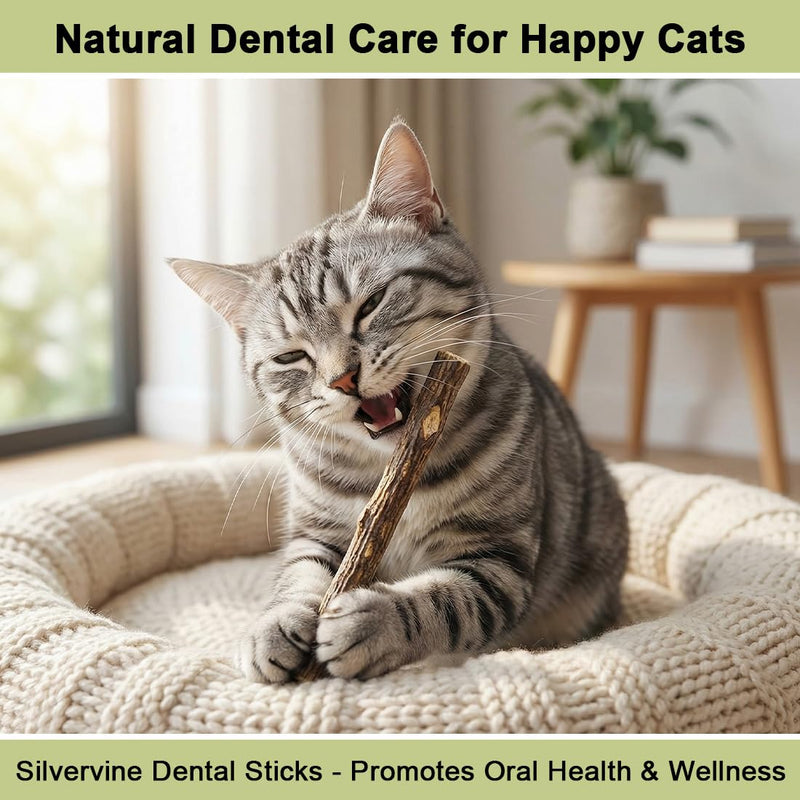 5 Sticks for Cats Dental Care Natural, Chew Bone Against Bad Breath Toothbrush and Cat Toy Made of Wood for Self-Employment