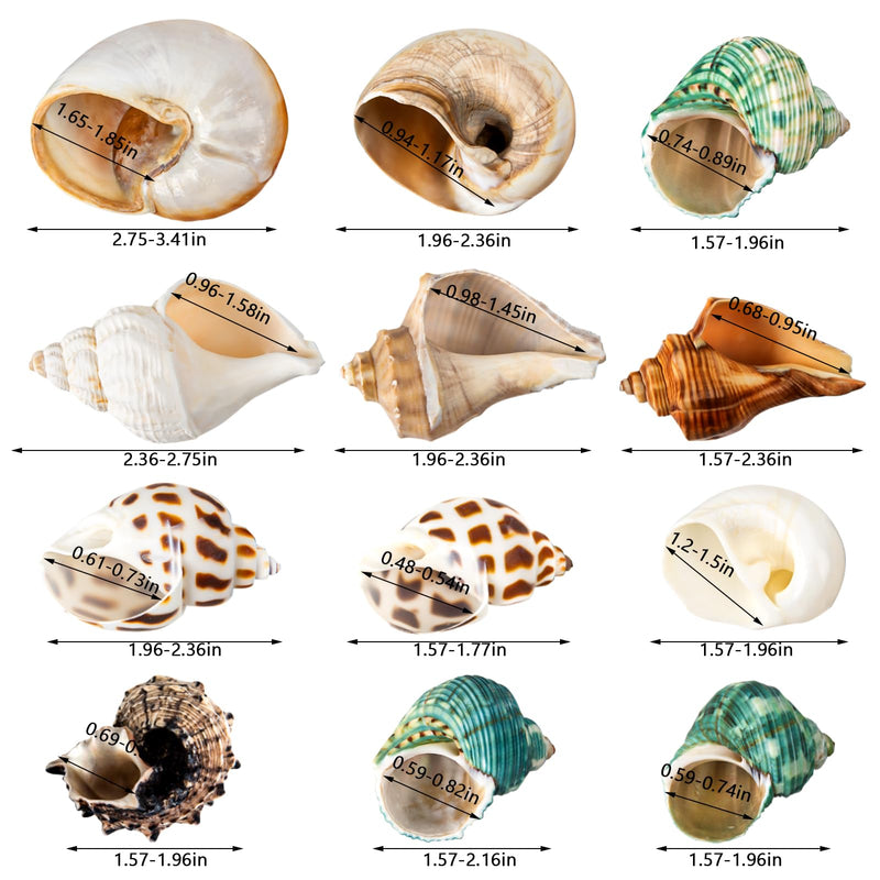 12PCS Hermit Crab Shells | Natural Sea Conch Size 1.6"-3.2" | Growth Turbo for Small to Medium and Large Crabs, Saltwater Hermit Crab Supplies and Sea Shell for Beach Decor 12PCS Shell Size 1.6" - 3.2" - PawsPlanet Australia