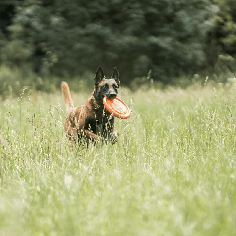 SPRENGER Dog Toy Frisbee - Water Enjoyment, Dental-Friendly, Floating, Orange - 24 cm - PawsPlanet Australia