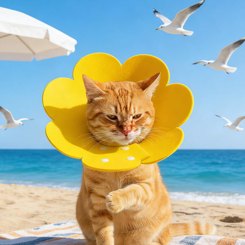 Set of 4 colorful cat cone collars, protective neckwear, comfortable, safe, adjustable, Elizabethan for pet recovery, flower shape, pet recovery, cats