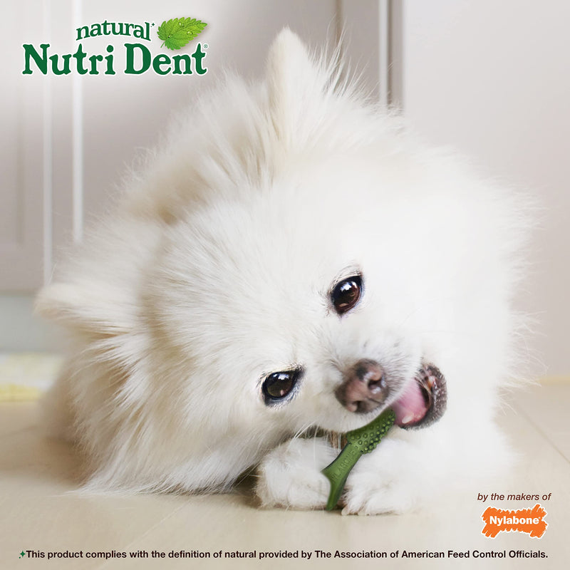 Nylabone Nutri Dent Natural Dental Chews for Dogs, Limited Ingredient Dog Treats Made in the USA, Clean Teeth & Fresh Breath, Healthy Dog Chews, Fresh Breath Flavor, For X-Small Dogs, (160 Count) Fresh Mint 27.2 Ounce (160 Count) - PawsPlanet Australia