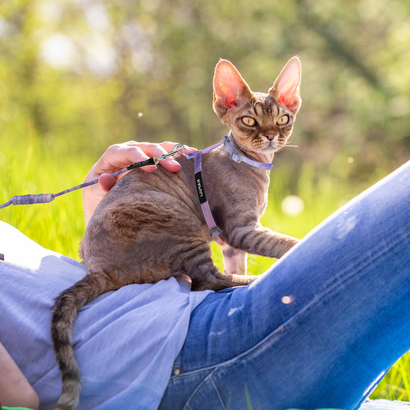 Giantree Cat Harness with Leash and Collar Set, Adjustable H-Shaped Kitten Harness Escape Proof Harness Glow in The Dark for Kitty Outdoor Walking (Gradient Purple) Gradient Purple - PawsPlanet Australia