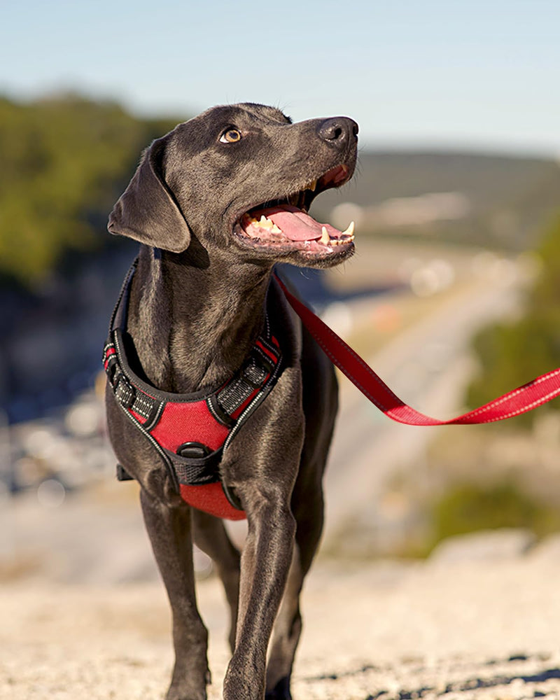 Joytale Dog Harness Medium No Pull Harness for Dogs with 2 Leash Clips, Adjustable Soft Padded Dog Harness Reflective with Easy Control Handle for Walking and Training, Red, M M (Pack of 1)
