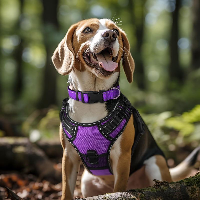 Joytale 6FT×1'' Dog Leash and Dog Collar (18-28"), Reflective Soft Neoprene Padded Pet Collars and Leashes for Extra Large Dog, Purple - PawsPlanet Australia