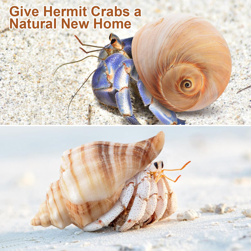 11PCS Hermit Crab Shells | Natural Sea Conch Size 1.5"-3.5" | Growth Turbo for Small to Medium and Large Crabs，Saltwater Hermit Crab Supplies and Sea Shell for Beach Decor,Get 1 Pack of Small Shells - PawsPlanet Australia
