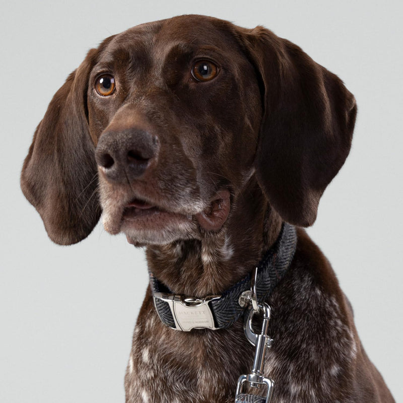 HUGO & HUDSON x HACKETT Tweed Dog Collar with Adjustable Metal Buckle, Grey Checked Herringbone S