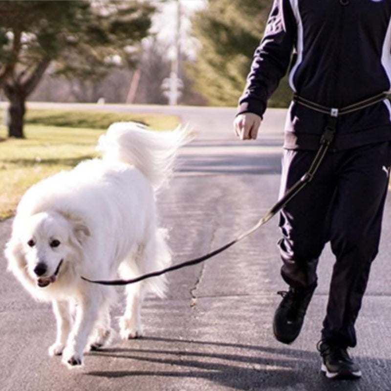 Running Leash for Dogs - Hands Free Dog Leash for Training, Hiking & Walking - Non Bungee for More Control - Around The Waist Dog Leash Belt for Small Medium or Large Dogs - PawsPlanet Australia