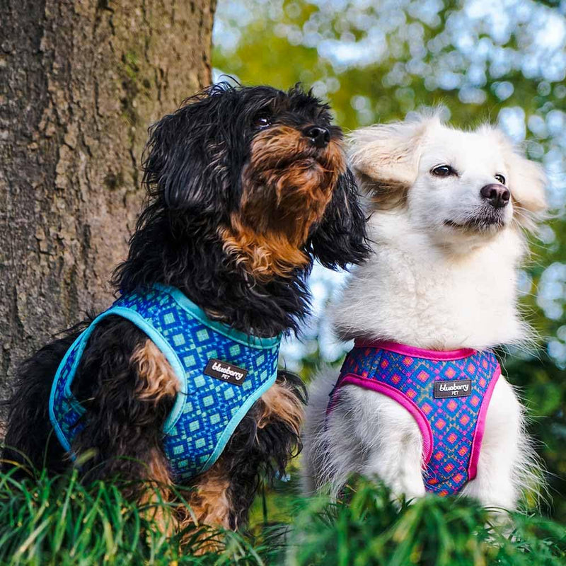 Blueberry Pet Southwestern Tribal Lozenges Stylish Green Dog Harness Vest, XS, Adjustable Harnesses for Puppies Small Dogs (15 1/2"-16 1/2") Chest Girth (Pack of 1) - PawsPlanet Australia