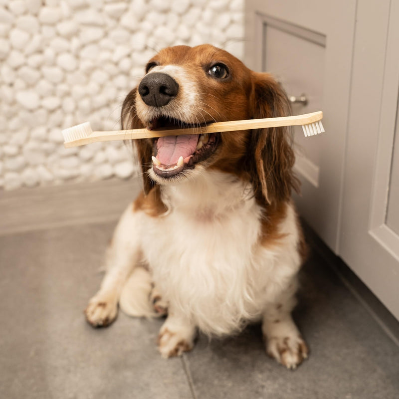 Bamboo Dog Toothbrush (4-Pack) | Double-Sided, Soft Bristle, Toothbrush for Small and Large Dogs | Pets Dental Care 4 Count (Pack of 1)