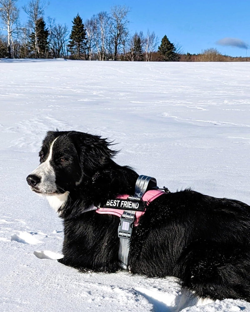 AUROTH Dog Harness and Leash Set, Soft Padded Service Dog Vest with 5.25FT Dog Leash, No Choke, Easy On Pet Vest, Adjustable Reflective No Pull Pet Vest Medium Sized Dog, Easy Walking and Training Leash Set-Pink - PawsPlanet Australia