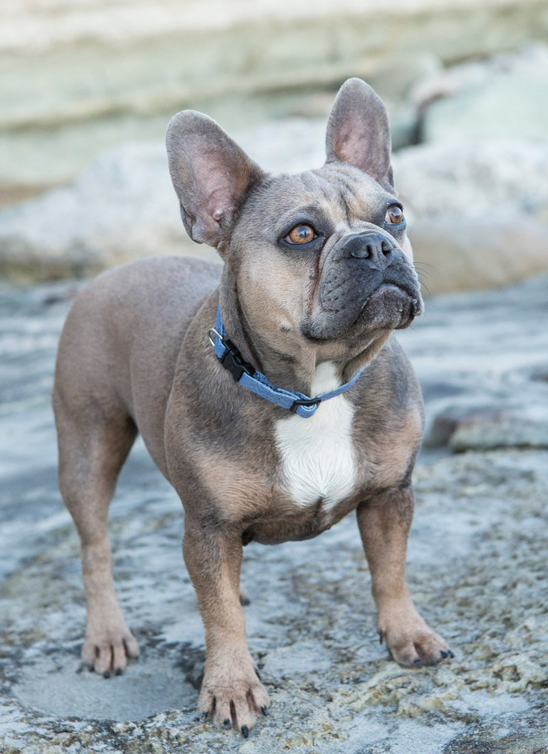 LupinePet Eco 1/2" Mountain Lake 10-16" Adjustable Collar for Small Dogs Collar - 1/2"W; 10-16" Neck