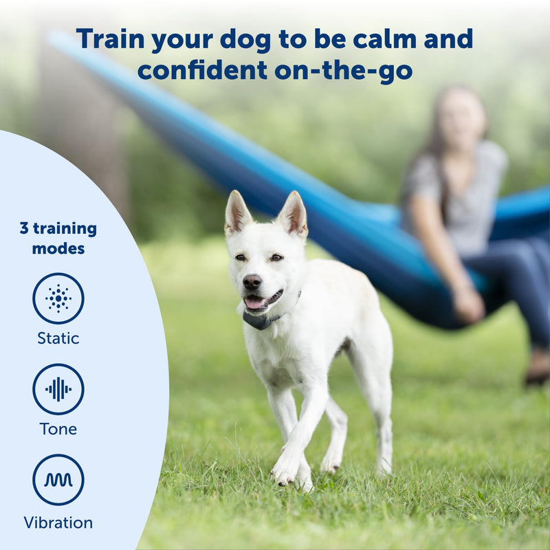 PetSafe 300 Yard Remote Training Collar – Choose from Tone, Vibration, or 15 Levels of Static Stimulation – Medium Range Option for Training Off Leash Dogs – Waterproof and Durable – Rechargeable 1 Dog For Medium/Large Dogs - PawsPlanet Australia