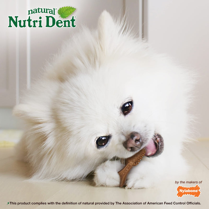 Nylabone Nutri Dent Dog Dental Chews - Natural Dog Teeth Cleaning & Breath Freshener - Dental Treats for Dogs - Filet Mignon Flavor, Mini (160 Count) 28.2 Ounce (160 Count) - PawsPlanet Australia