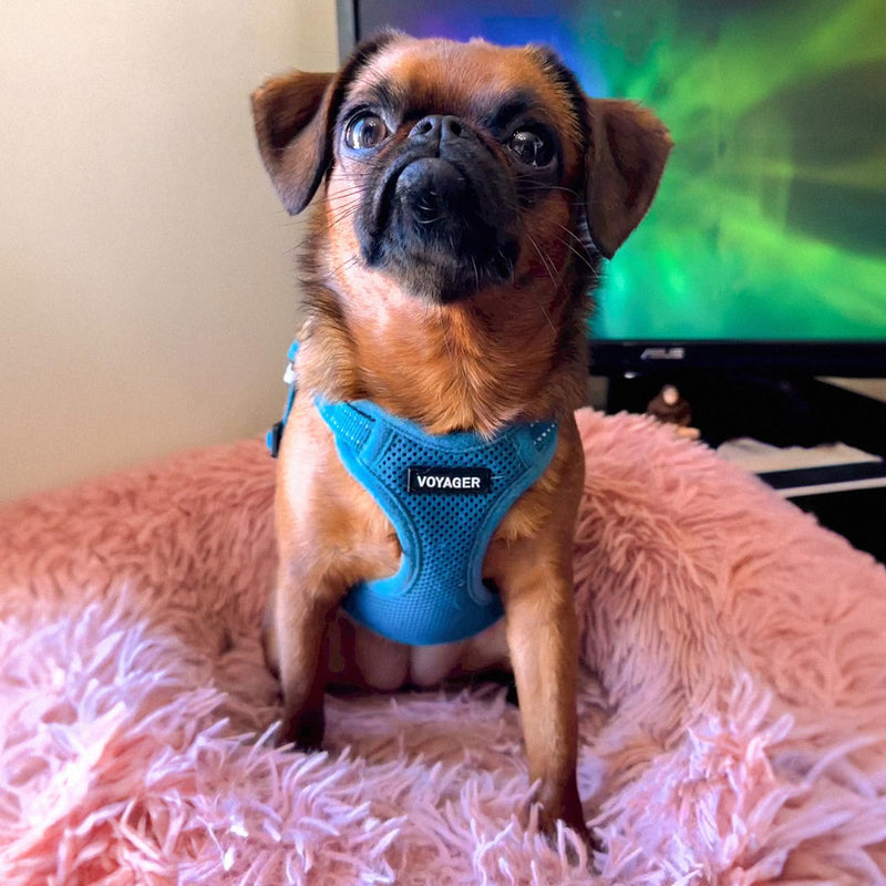 Best Pet Supplies Voyager Adjustable Step-in Flex Breathable Mesh Dog Harness for Small Medium Large Dogs Leash Set (Turquoise), M Harness Leash Set (Turquoise)