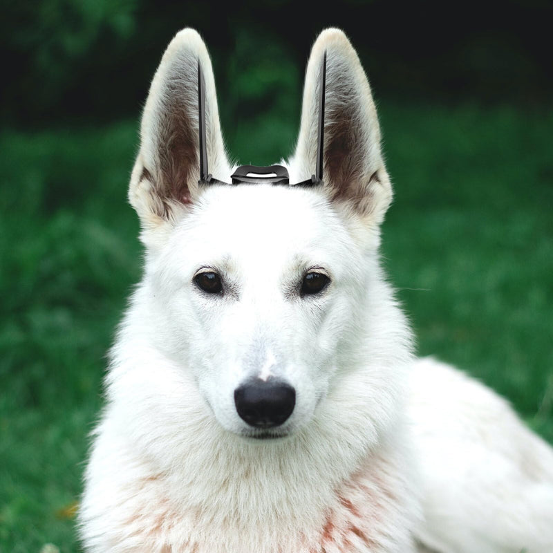 Angoily Dog Ear Posting Kit Doberman Ear Fixed Correction Vertical Holder Dog Ear Stand Support Tool Puppy Ear Support Tape Dog Ear Erector Pet Puppy Accessory - PawsPlanet Australia