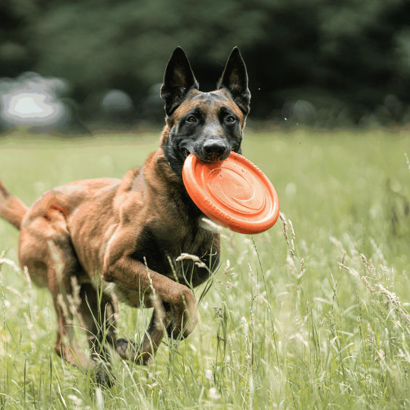 SPRENGER Dog Toy Frisbee - Water Enjoyment, Dental-Friendly, Floating, Orange - 24 cm - PawsPlanet Australia