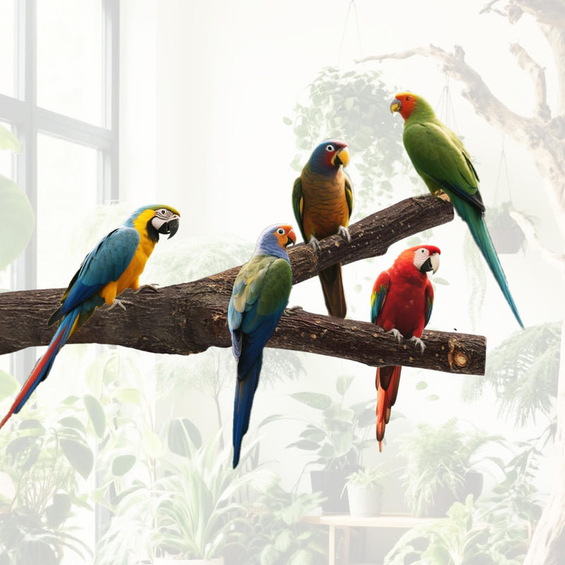 8PCS Bird Perch Natural Wooden Parrot Parakeet Toy Stand Branches Bird Cage Accessories Fork Toys Hanging Multi-Branch Perches Platform Hammock Swing Toy for Parakeets Cockatiel Conure - PawsPlanet Australia