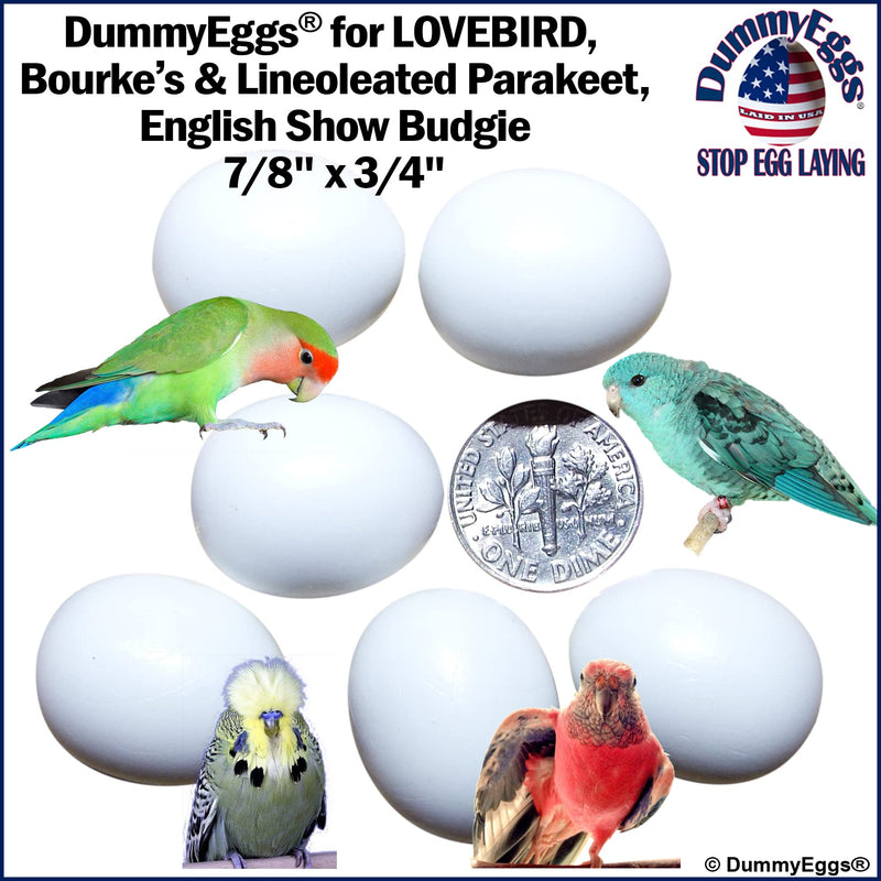 DummyEggsⓇ USA. 6 Lovebird Dummy Eggs. Stop Laying! Realistic Plastic Fake Bird Eggs. Perfect for Lovebird, Lineoleated, Eng Budgie. Non-Toxic Solid Premium White Plastic 7/8" x 3/4" Laid in USA! - PawsPlanet Australia