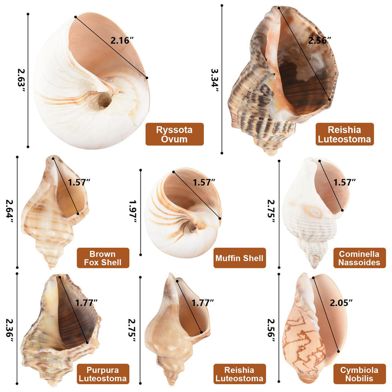 11PCS Hermit Crab Shells | Natural Sea Conch Size 1.5"-3.5" | Growth Turbo for Small to Medium and Large Crabs，Saltwater Hermit Crab Supplies and Sea Shell for Beach Decor,Get 1 Pack of Small Shells - PawsPlanet Australia
