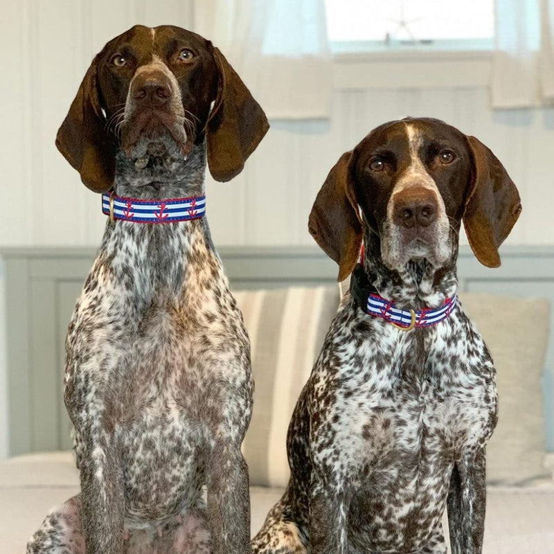 Up Country Anchors Away Dog Collar, Large (15 to 21 inches) 1 inch Wide Width - PawsPlanet Australia