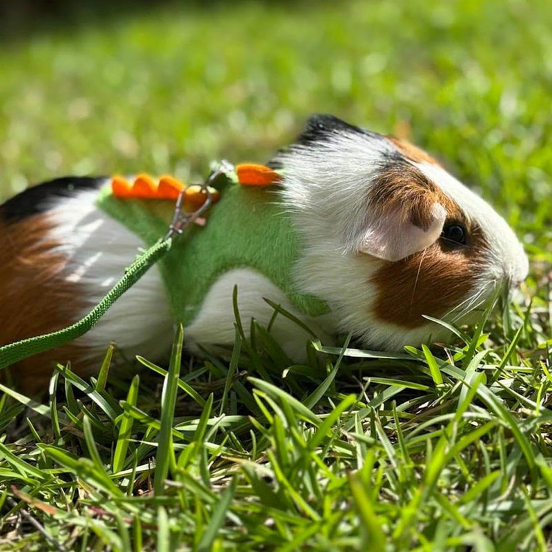 1 Pack Dinosaur Shaped Ferret Harness and Leash Set Hedgehog Hamster Leash Guinea Pig Harness Adjustable Hamster Clothes Outfits Hedgehog Accessories Green - PawsPlanet Australia