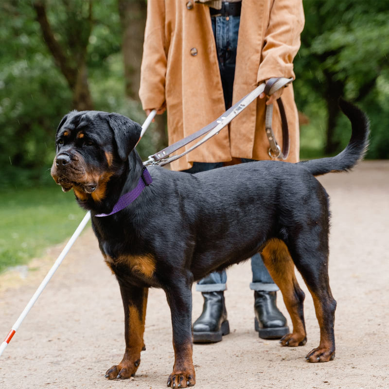 Martingale Collar for Training Dogs. Adjustable Reflective Dog Collars with Buckle- Prevents Slipping Out, for Medium Large XL Dogs. Helps with Strong pullers(S, Purple) S: 3/5"Width for 11"-13.5"Neck - PawsPlanet Australia