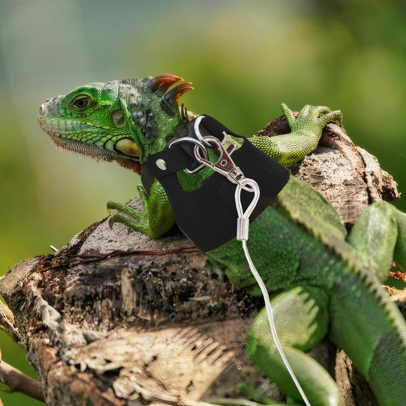 Bearded Dragon Leash and Harness Set, 3 Size Adjustable Soft Leather Lizard Leash Training Walking Prevent Escape, Spring Can be Stretched to 3m, for Iguana Squirrels Small Reptiles Outdoors (Black) - PawsPlanet Australia