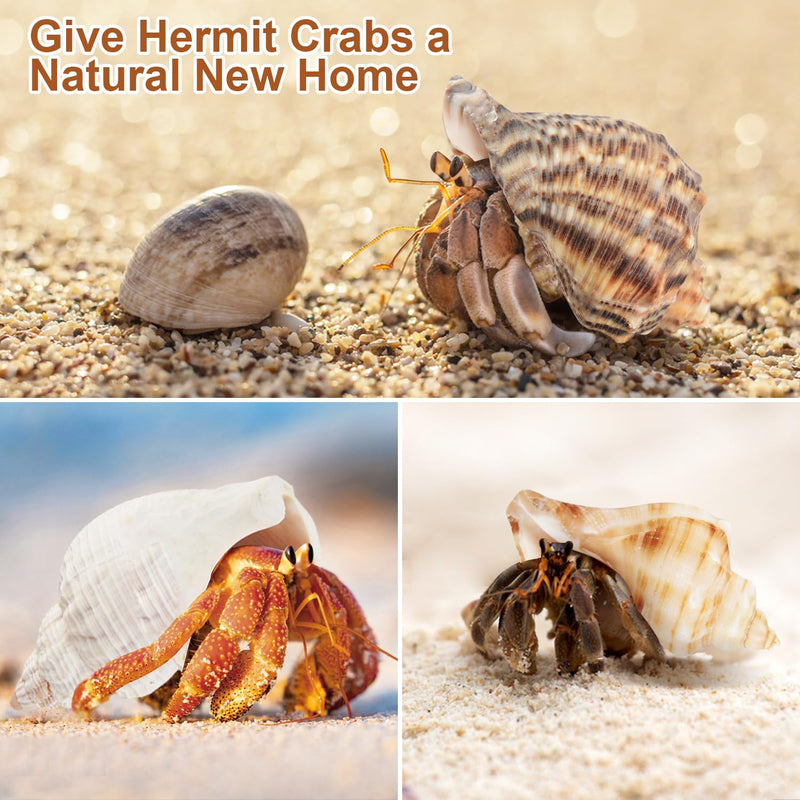 11PCS Hermit Crab Shells | Natural Sea Conch Size 1.5"-3.5" | Growth Turbo for Small to Medium and Large Crabs，Saltwater Hermit Crab Supplies and Sea Shell for Beach Decor,Get 1 Pack of Small Shells - PawsPlanet Australia