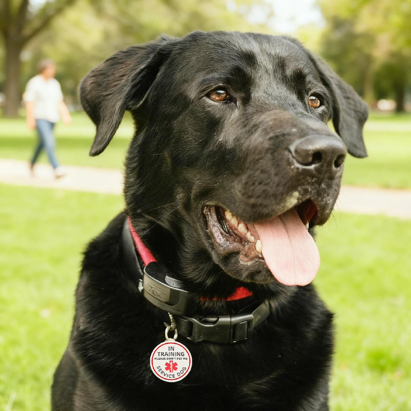 Allergies Tag Easily Attach to Dog Collar, Harness, Vest (Small-0.98inch) Small Allergies (Tag) - PawsPlanet Australia